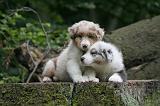 BERGER AUSTRALIEN PUPPIES 837